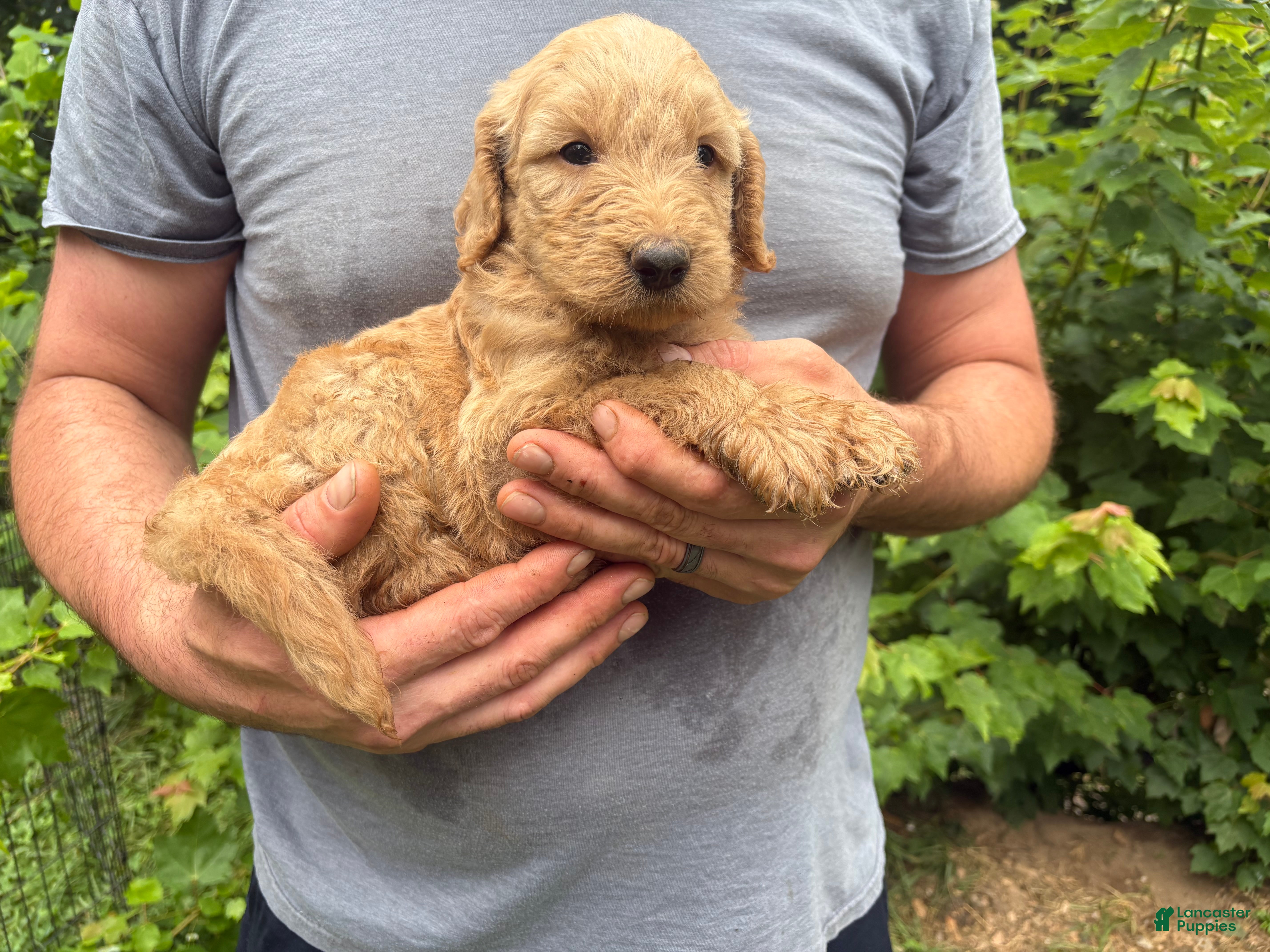 Goldendoodle dogs Goldendoodle 1 - Ad 1