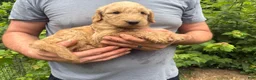 Goldendoodle dogs for sale: Goldendoodle 1 - Ad 1