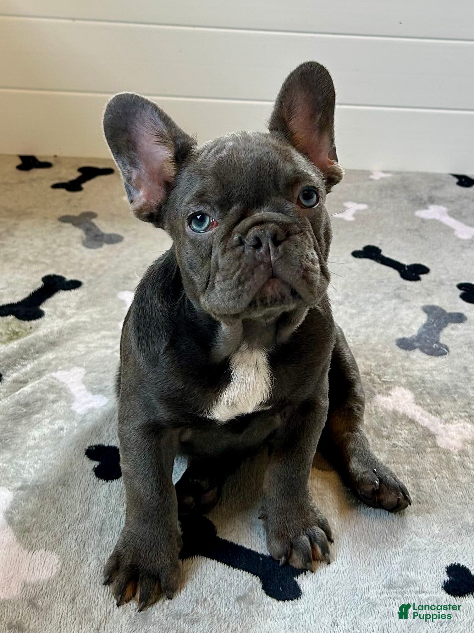 French Bulldog dogs Rex - Ad 1