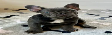 Rex