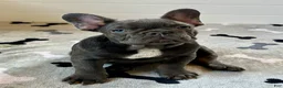 French Bulldog dogs for sale: Rex - Ad 1