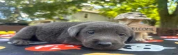 Labrador Retriever dogs for sale: Labrador Retriever 1 - Ad 11