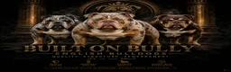 English Bulldog dogs for sale: English Bulldog 1 - Ad 6