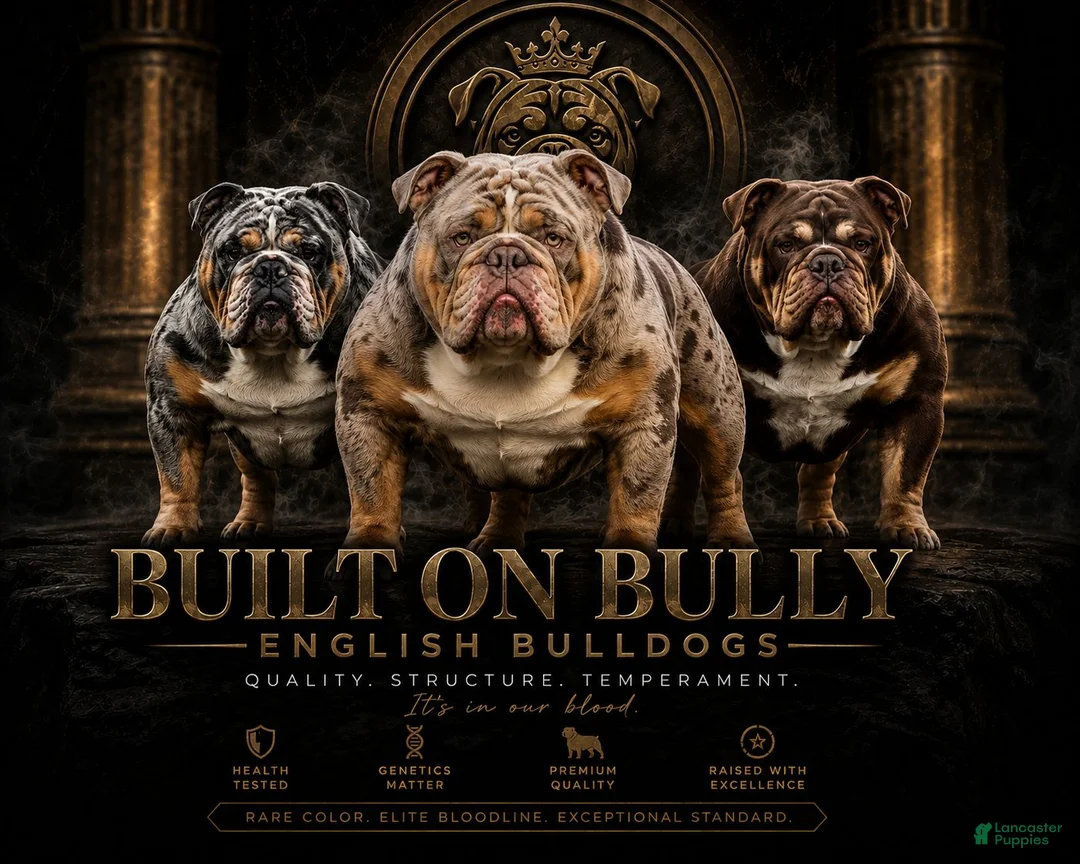 English Bulldog dogs for sale: English Bulldog 1 - Ad 6