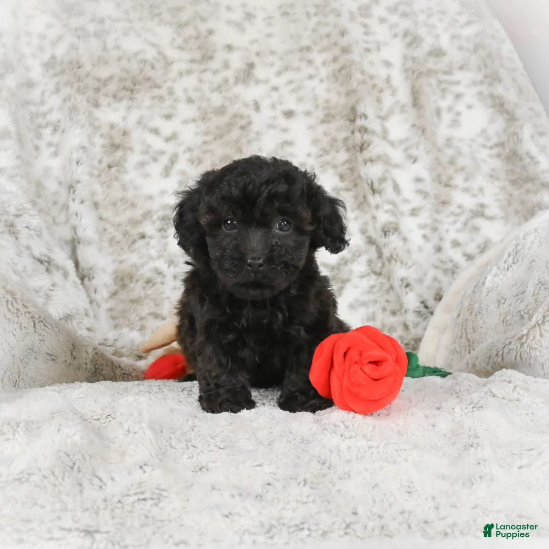 Cavapoo dogs for sale: Toby - Ad 1