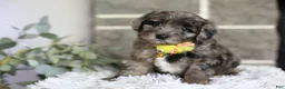 Maltipoo dogs for sale: Minnie - Ad 3