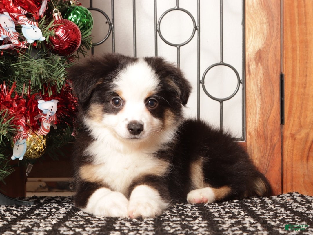 Miniature Australian Shepherd dogs for sale: Blaze  - Ad 3