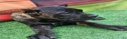 Cane Corso dogs for sale: ELLA - Ad 9