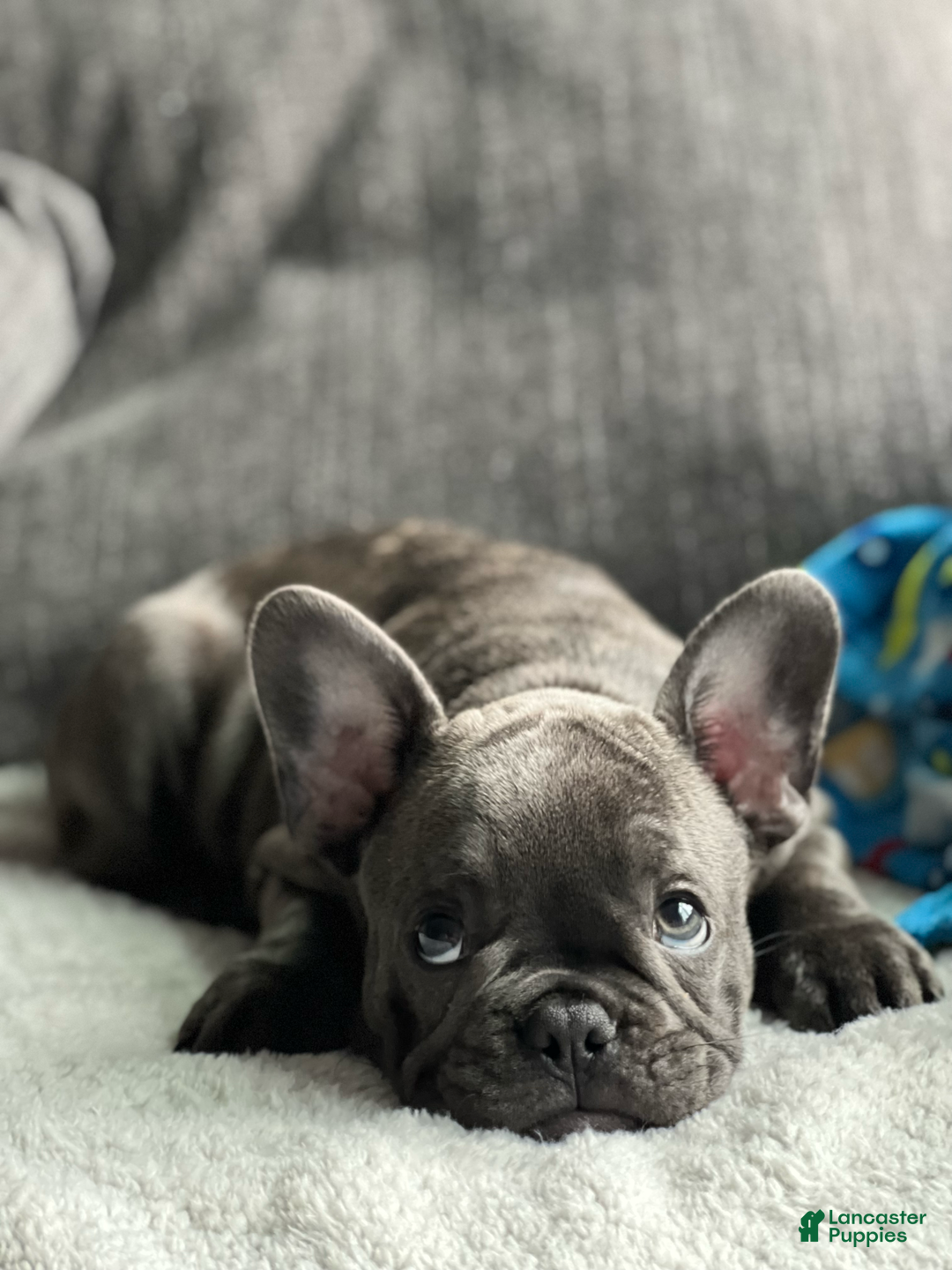 French Bulldog dogs for stud: Bruno - Ad 6