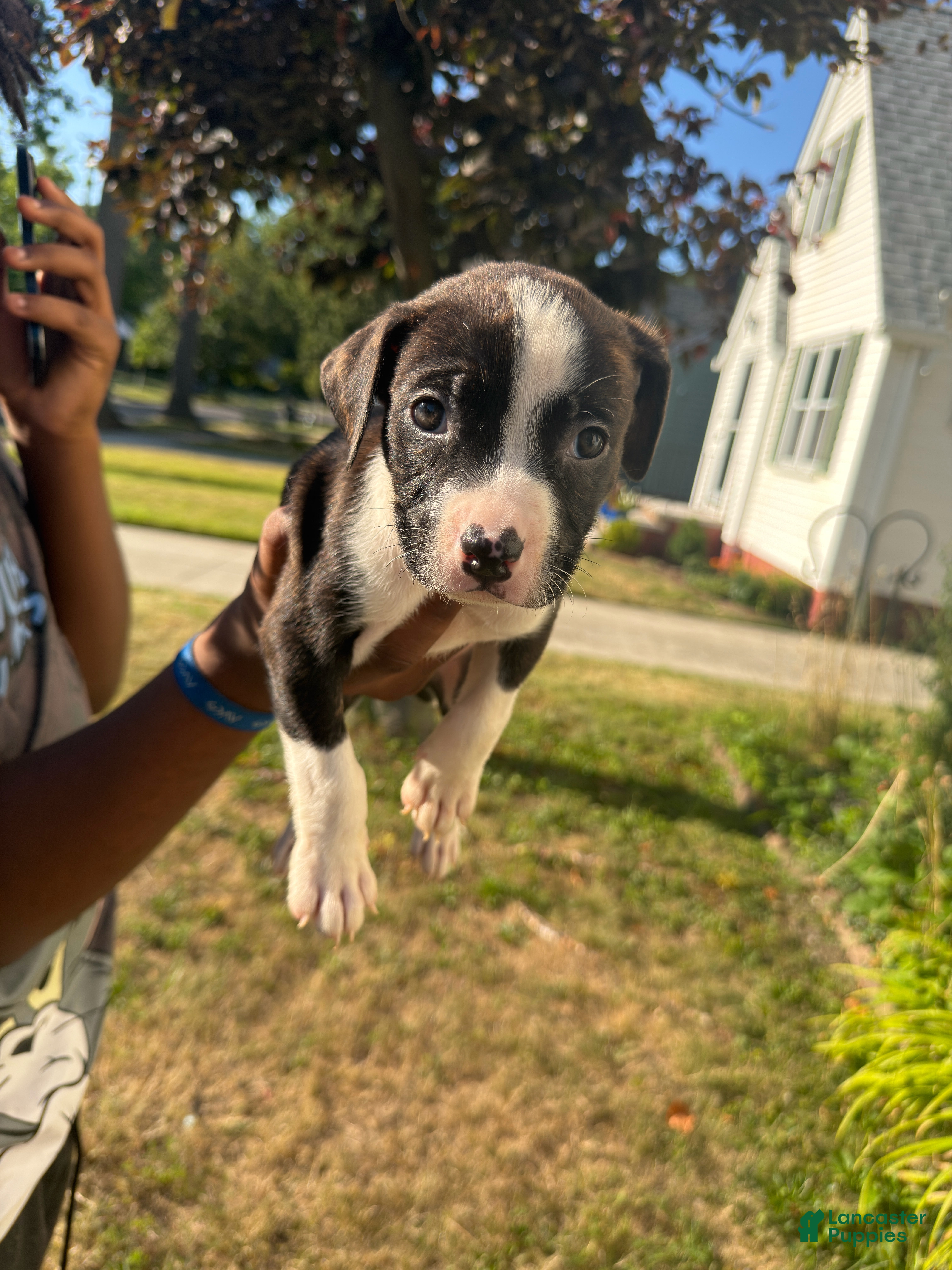 American Pit Bull Terrier dogs Winston (boy)  - Ad 1