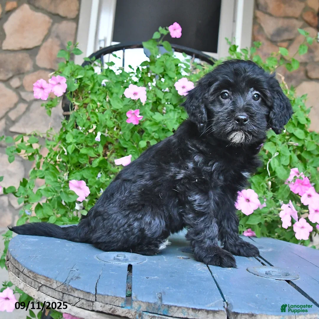 Mixed Breed dogs Patsy - Ad 2