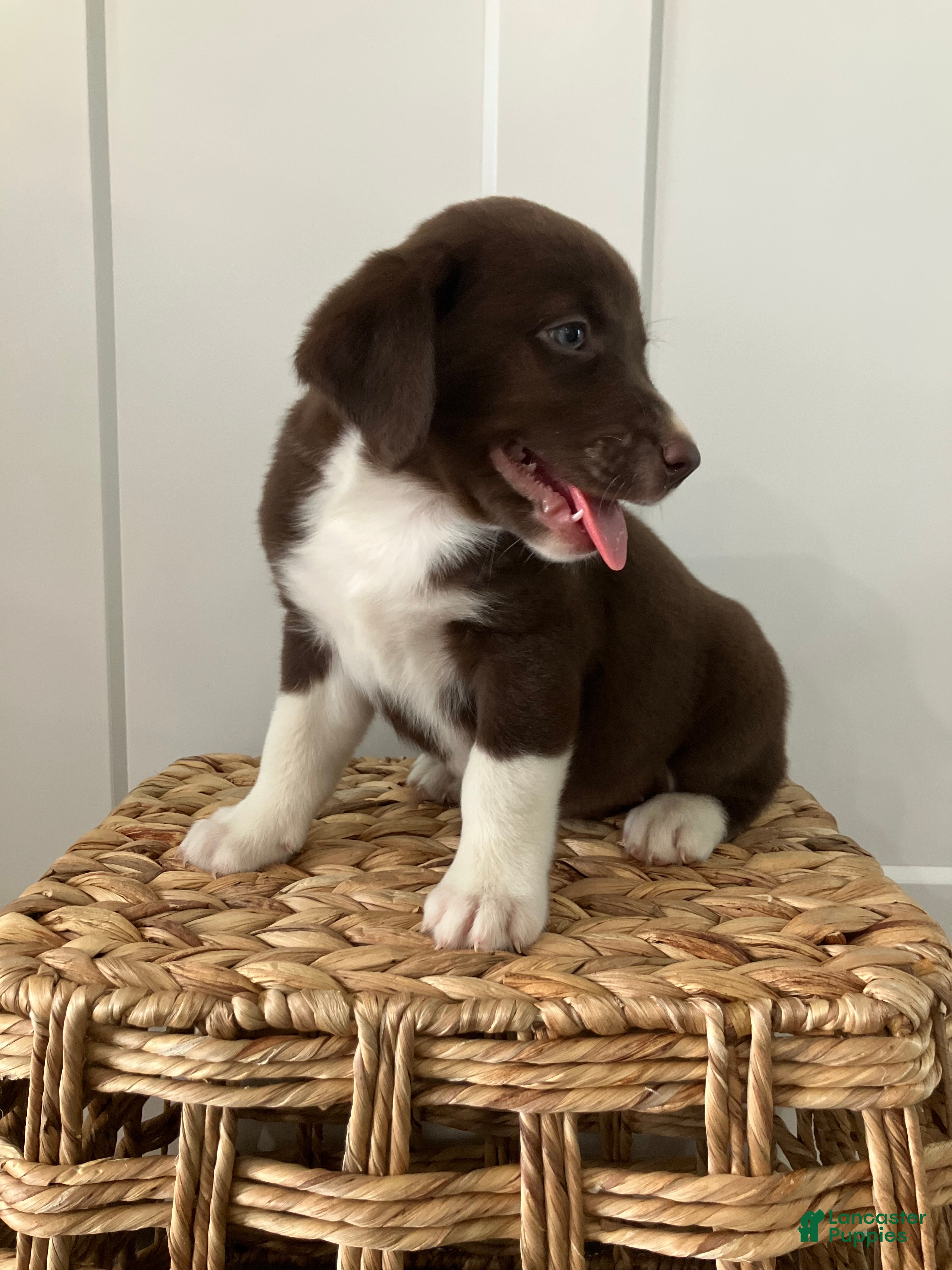 Mixed Breed dogs Gracie - Ad 1