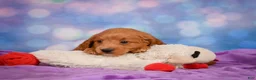 Mini Goldendoodle dogs for sale: REX - Ad 3