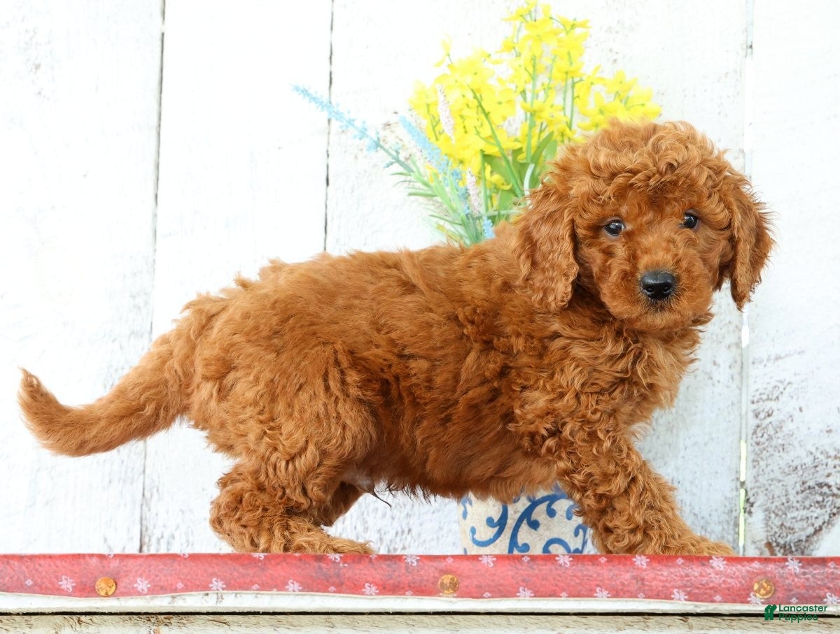 Mini Goldendoodle dogs Kaleb - Ad 2