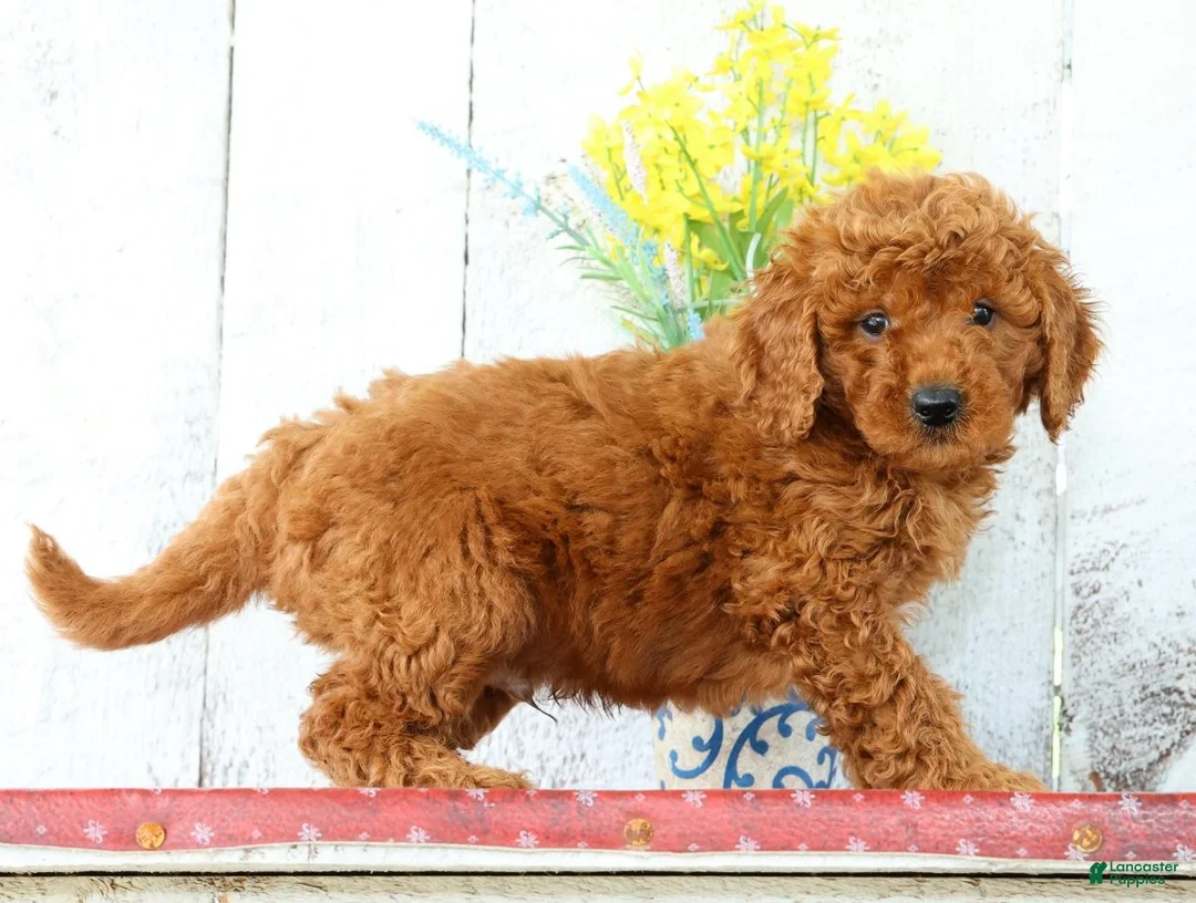 Mini Goldendoodle dogs for sale: Kaleb - Ad 2