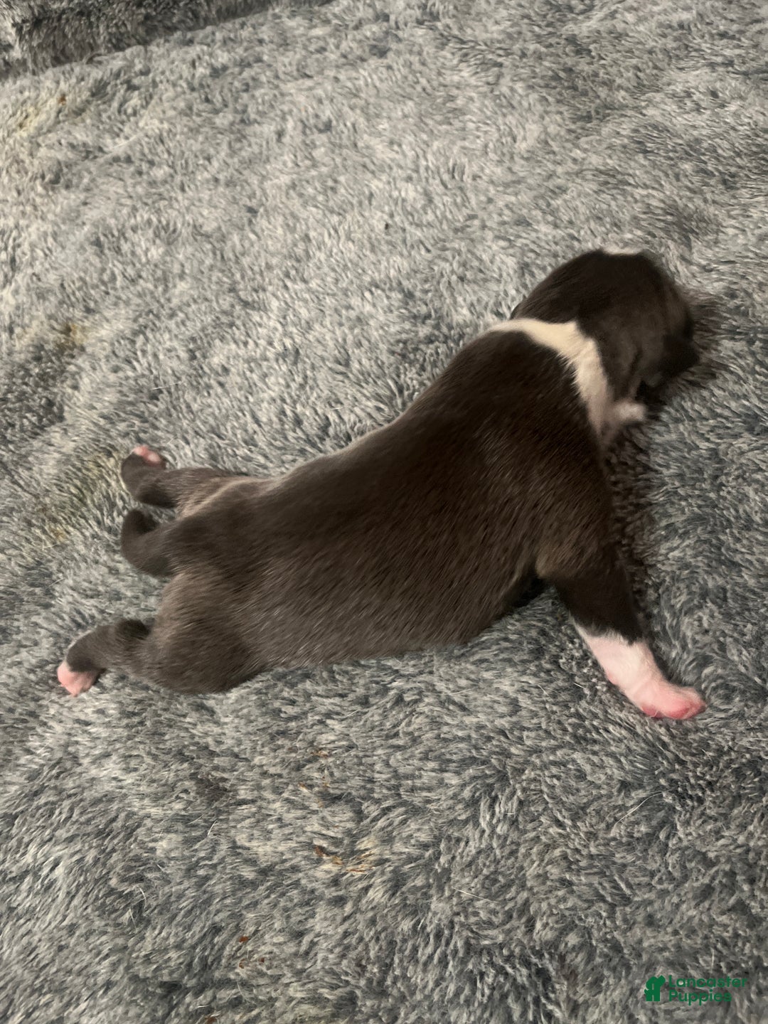 American Bully dogs for sale: American Bully Puppy 7 - Ad 3