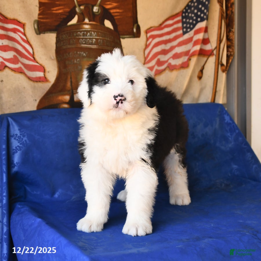 Shetland Sheepdog dogs Holiday - Ad 2