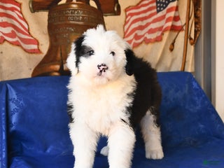 Shetland Sheepdog dogs Holiday - Ad 2