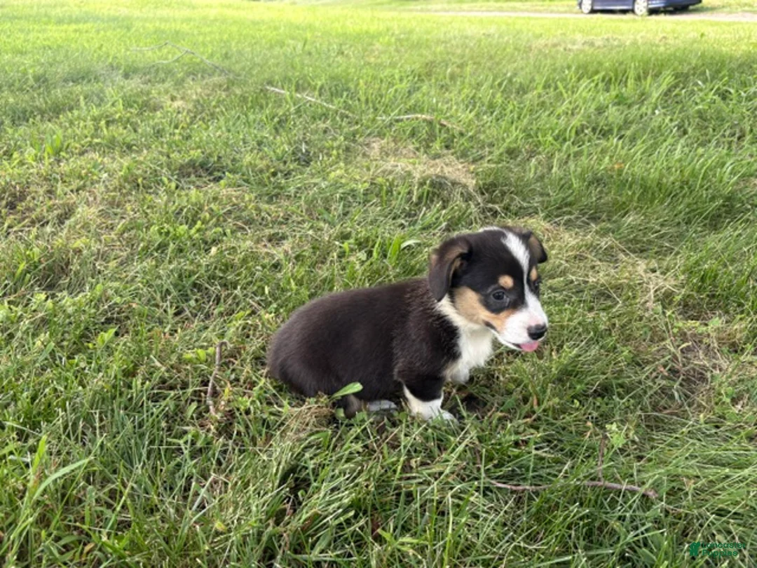 Welsh Corgi Pembroke dogs for sale: Welsh Corgi Pembroke 2 - Ad 2