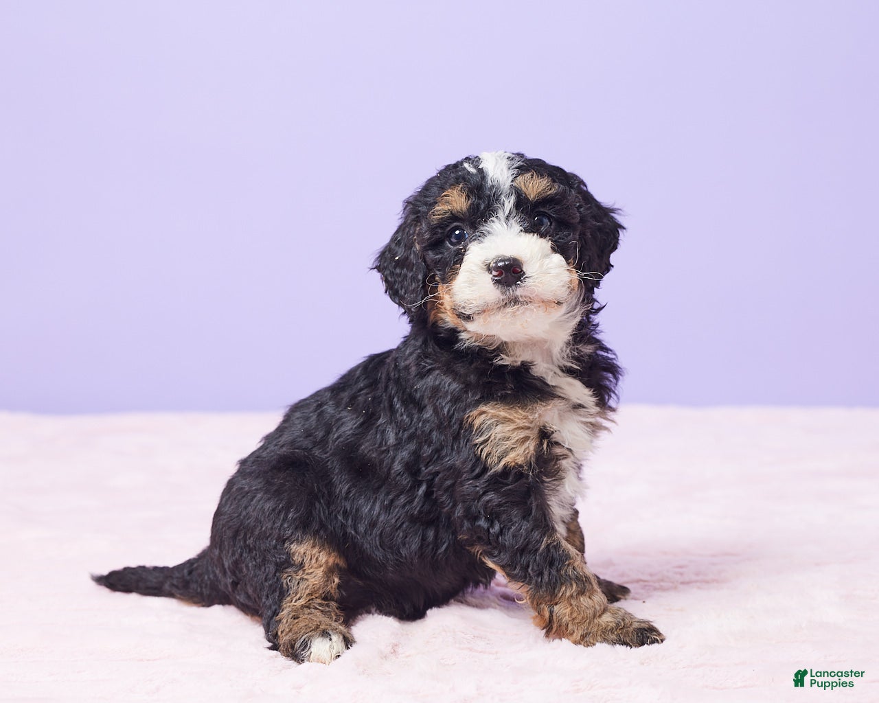 Mini Bernedoodle dogs Paris - Ad 2