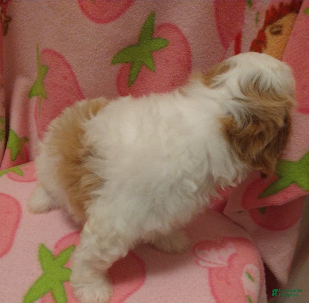 Cavapoo dogs for sale: Daisy - Ad 5