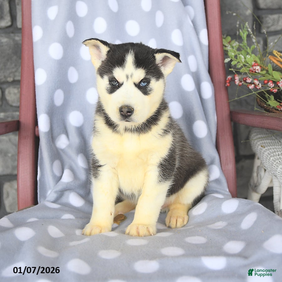 Siberian Husky dogs Buster - Ad 2