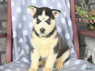 Siberian Husky dogs Buster - Ad 11