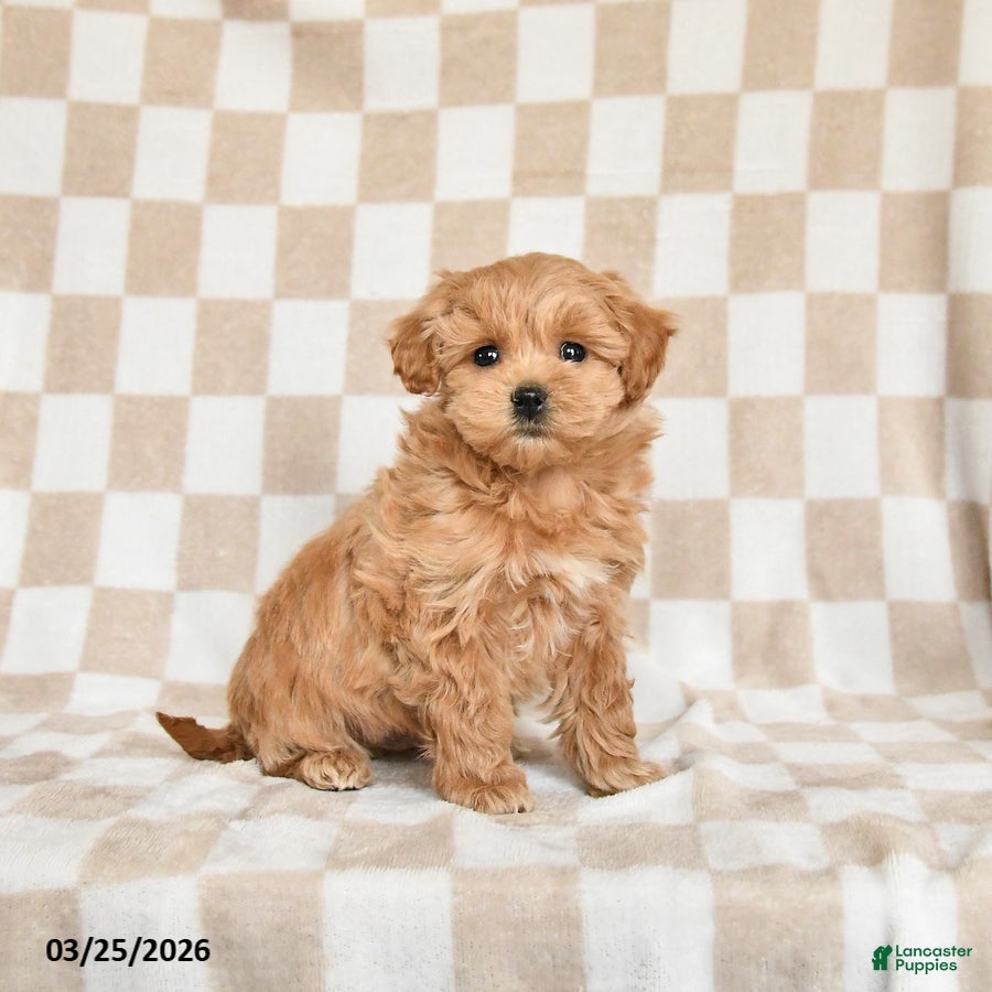 Maltipoo dogs Peanut  - Ad 1