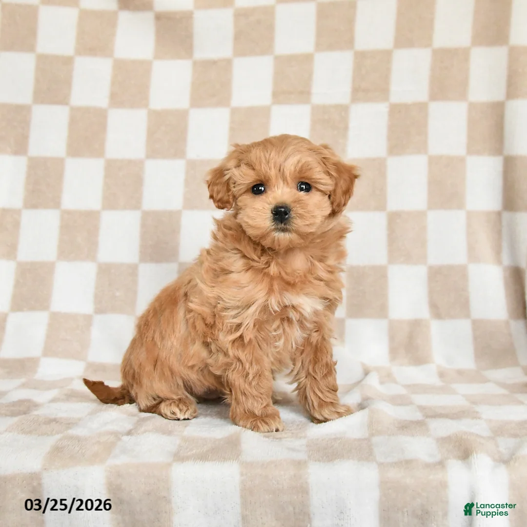 Maltipoo dogs for sale: Peanut  - Ad 1