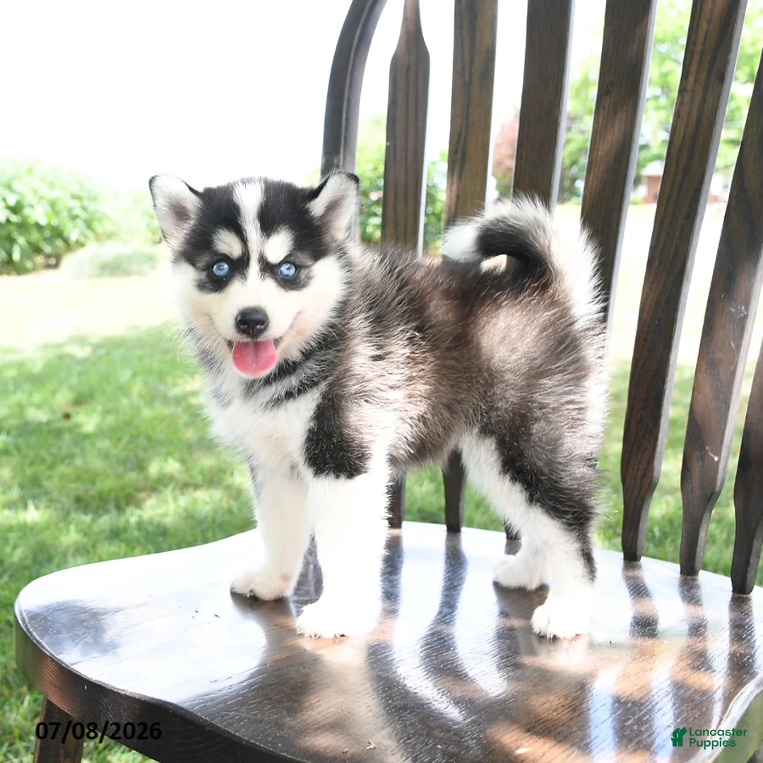 Pomsky dogs for sale: Aurora - Ad 2
