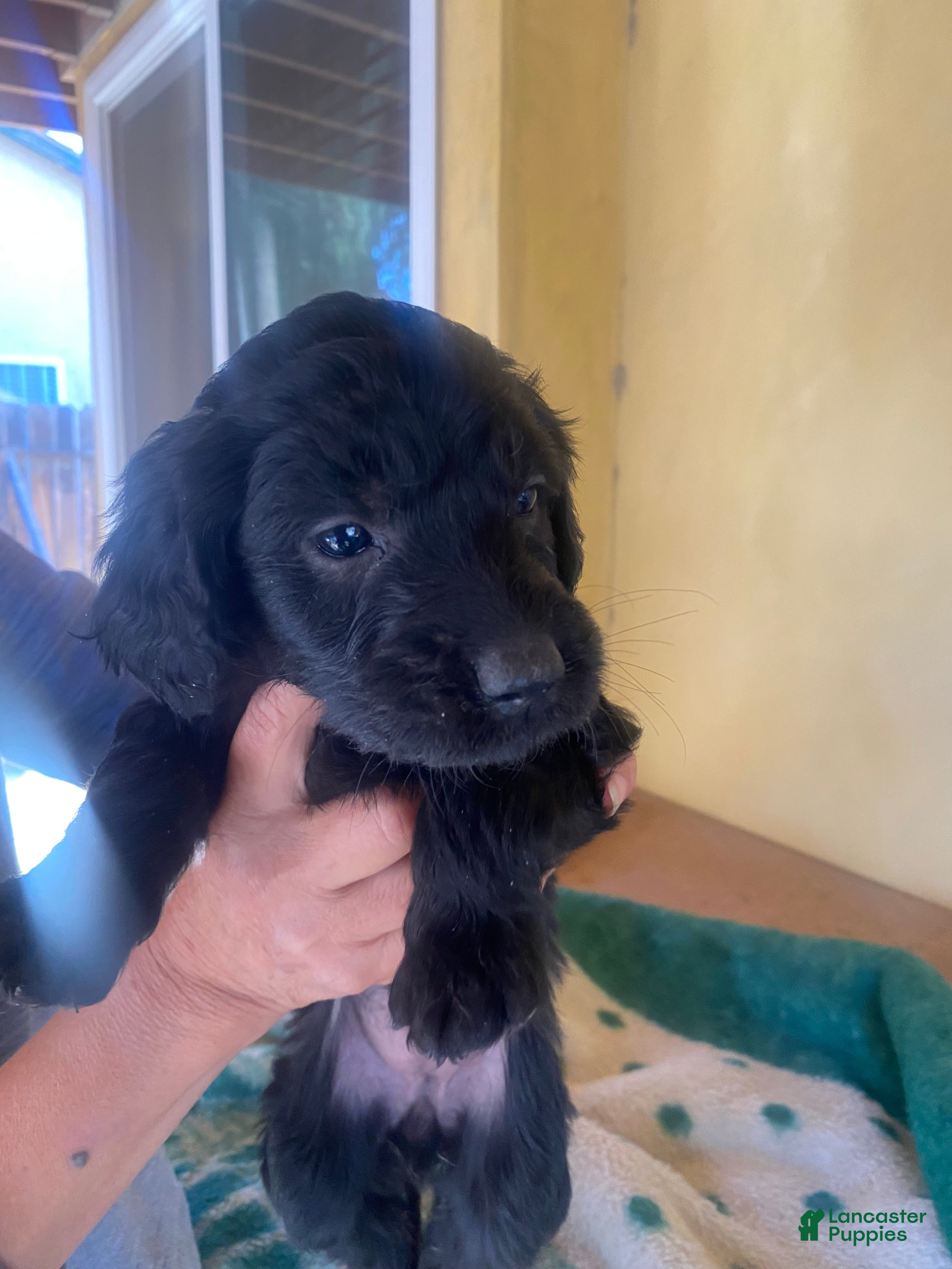 Goldendoodle dogs Goldendoodle Puppy 3 - Ad 3