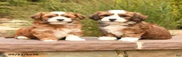 Havanese dogs for sale: Patches - Ad 5