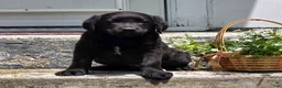 Labradoodle dogs for sale: Inky - Ad 7