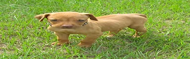 Rhodesian Ridgeback 6