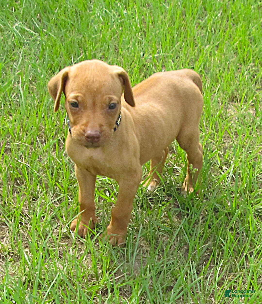 Rhodesian Ridgeback dogs for sale: Rhodesian Ridgeback 6 - Ad 1