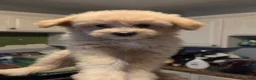 Eskipoo dogs for sale: Dolly - Ad 4