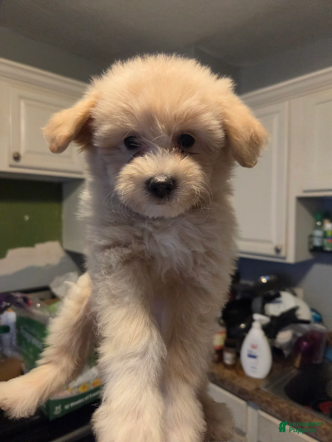 Eskipoo dogs for sale: Dolly - Ad 4