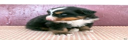 Bernese Mountain Dog dogs for sale: Will - Ad 2