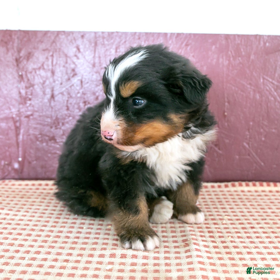 Bernese Mountain Dog dogs for sale: Will - Ad 2
