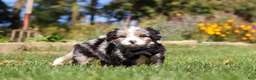 Mini Bernedoodle dogs for sale: Vince🐾💙 - Ad 4