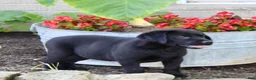Labrador Retriever dogs for sale: Betty  - Ad 11