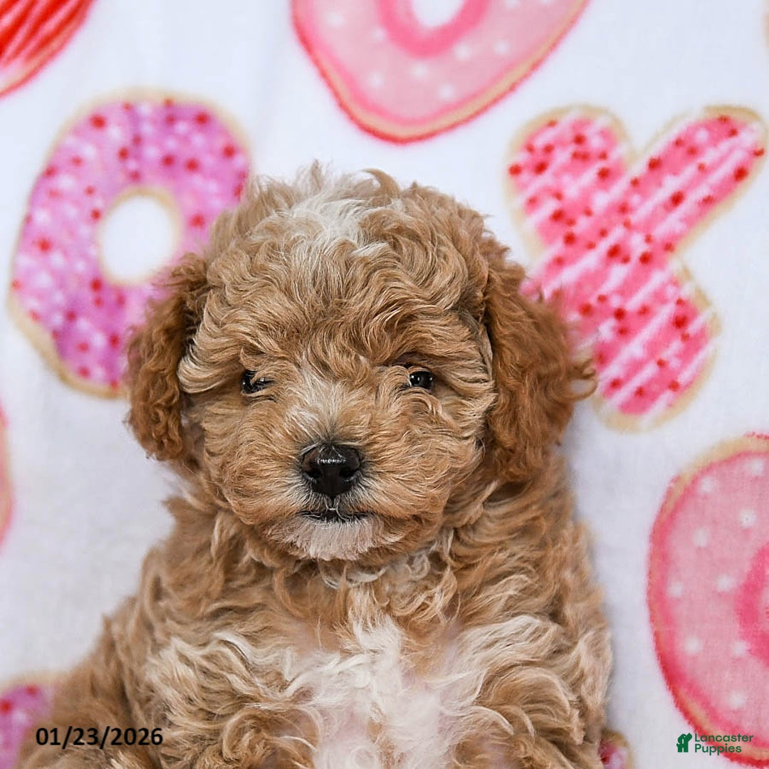 Toy Poodle dogs for sale: Jasmine - Ad 3