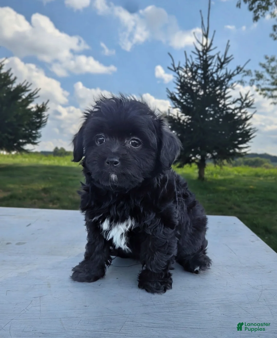 Chipoo dogs for sale: Eva - Ad 7