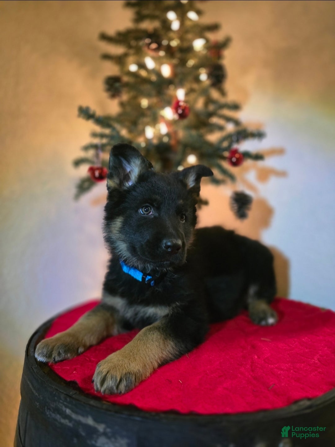 German Shepherd dogs for sale: Titan - Ad 1