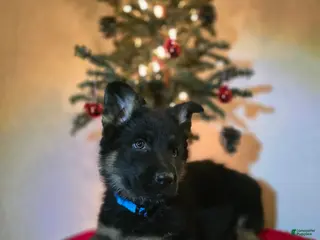 German Shepherd dogs Titan - Ad 41