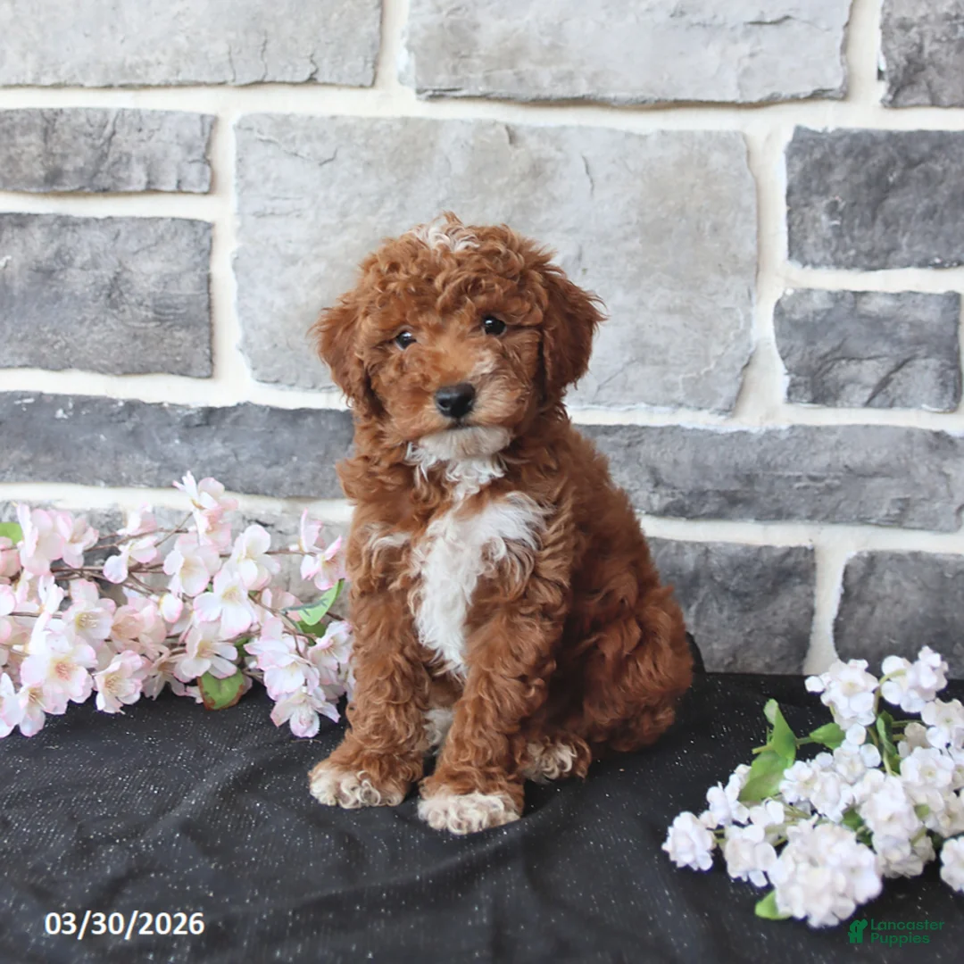 Miniature Poodle dogs for sale: Sanford - Ad 2