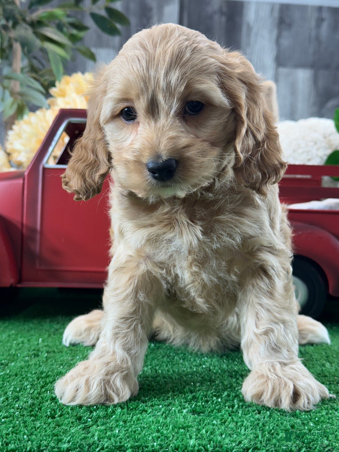 Cockapoo dogs for sale: Nellie  - Ad 2