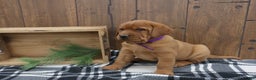 Labrador Retriever dogs for sale: Rusty - Ad 2