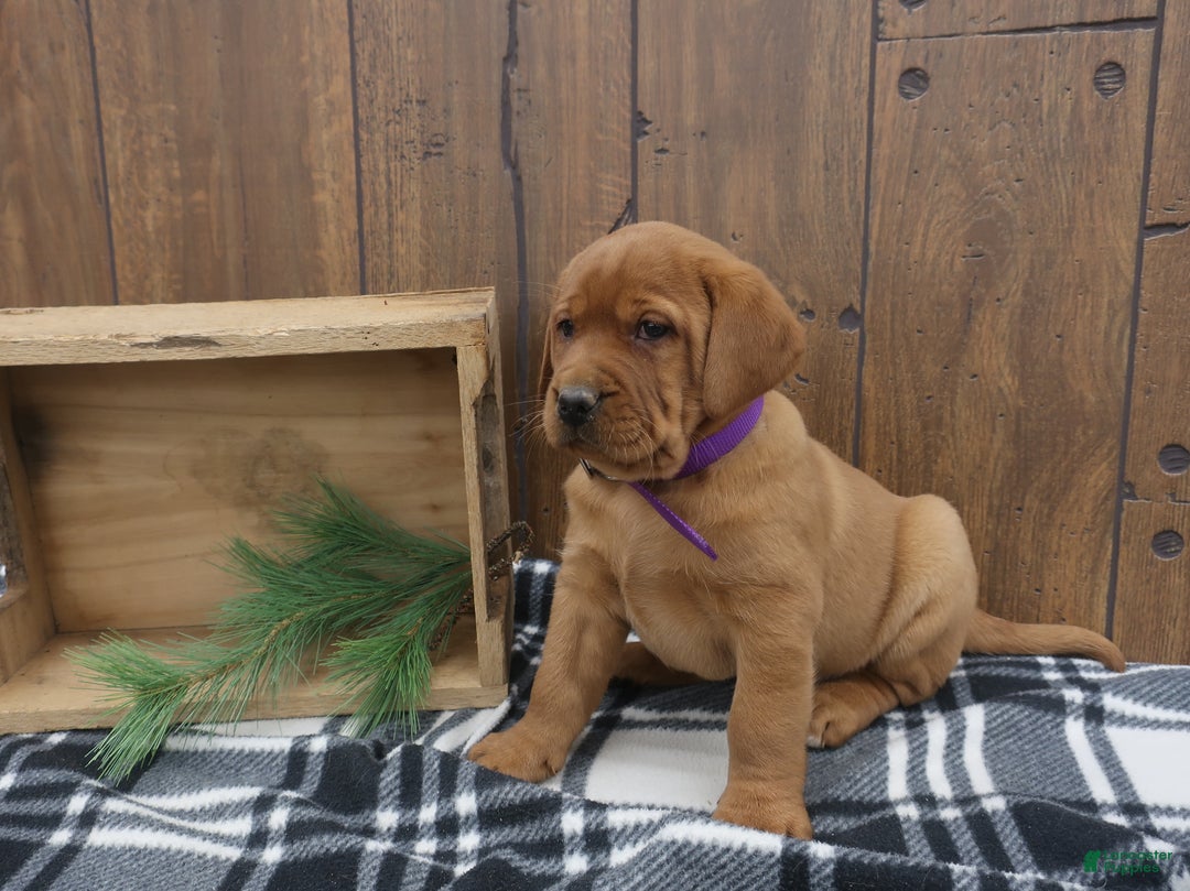 Labrador Retriever dogs for sale: Rusty - Ad 2