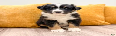 Monty